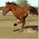 running horse